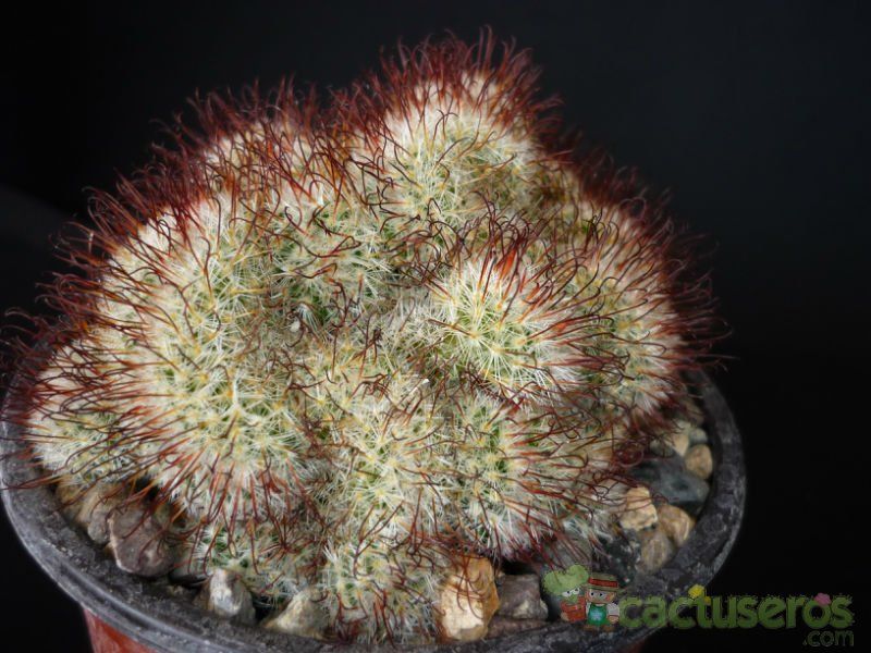 Una foto de Mammillaria bombycina fma. crestada