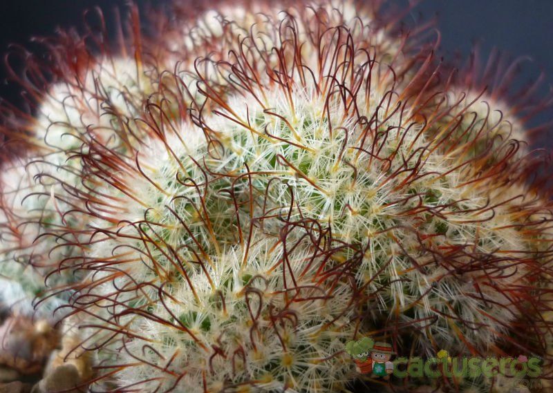 Una foto de Mammillaria bombycina fma. crestada