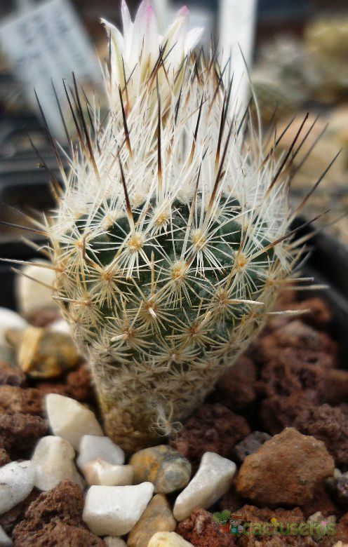 A photo of Turbinicarpus beguinii subsp. beguinii