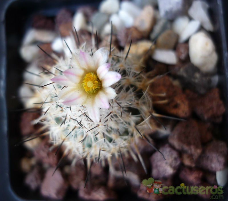A photo of Turbinicarpus beguinii subsp. beguinii