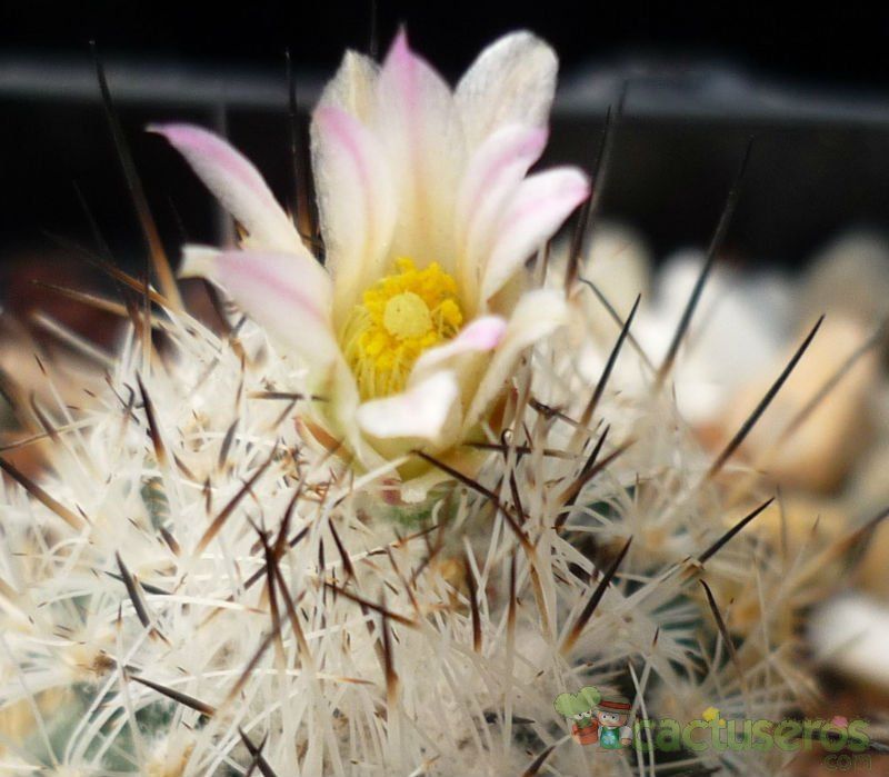A photo of Turbinicarpus beguinii subsp. beguinii