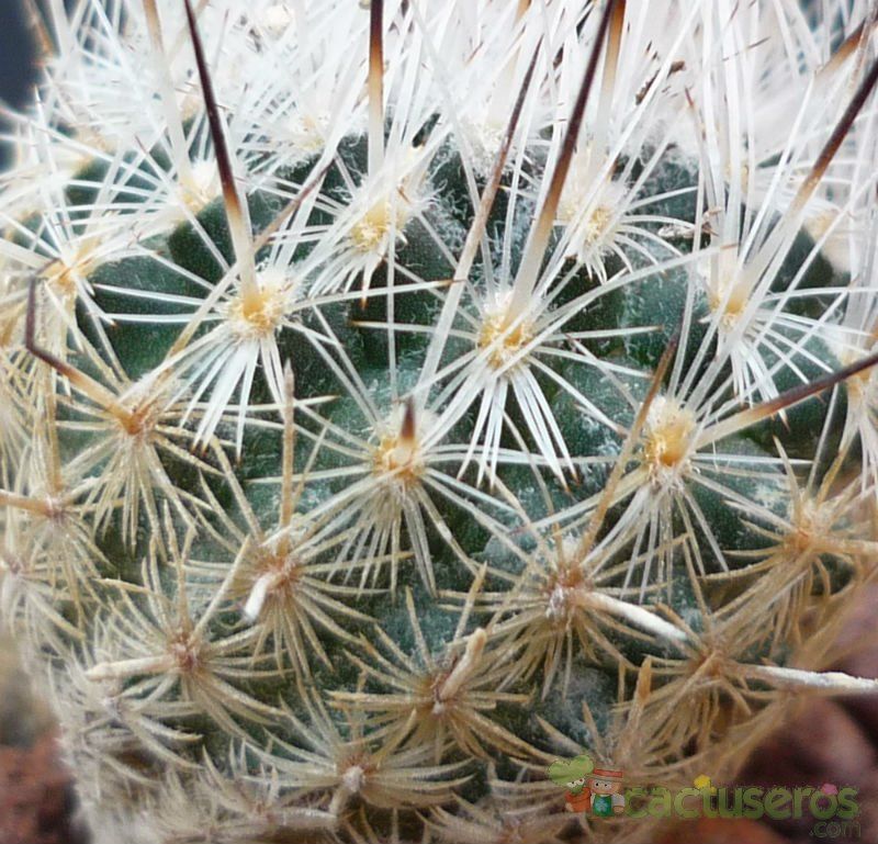 A photo of Turbinicarpus beguinii subsp. beguinii