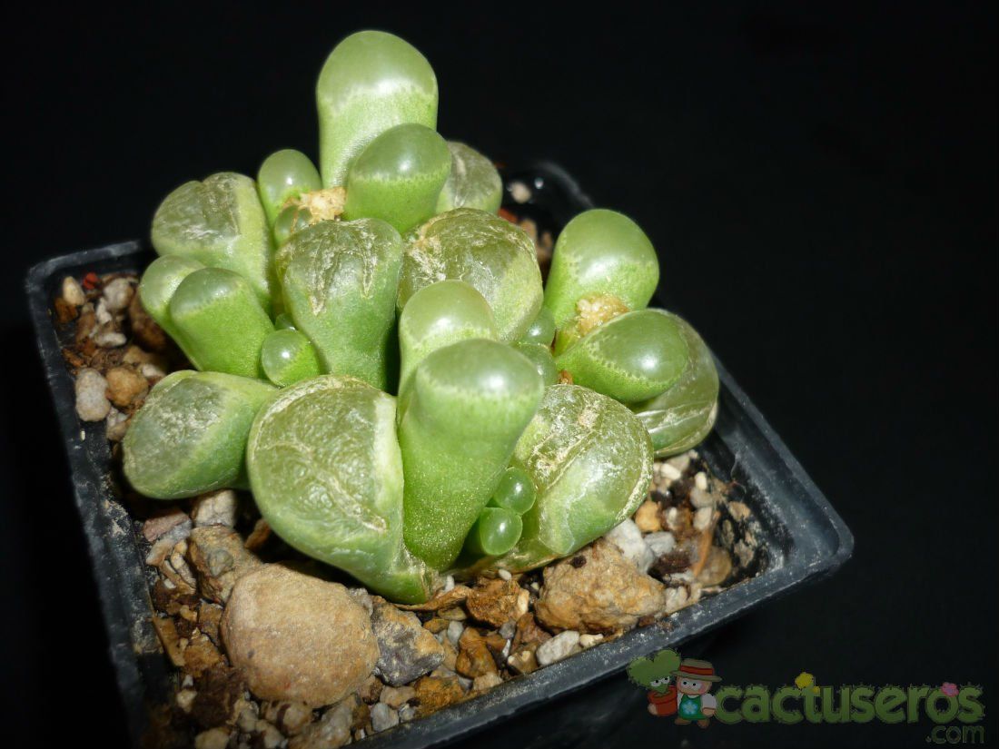 A photo of Conophytum limpidum  