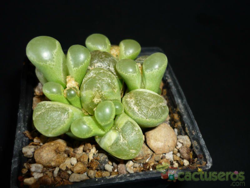 A photo of Conophytum limpidum  