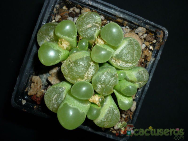 A photo of Conophytum limpidum  