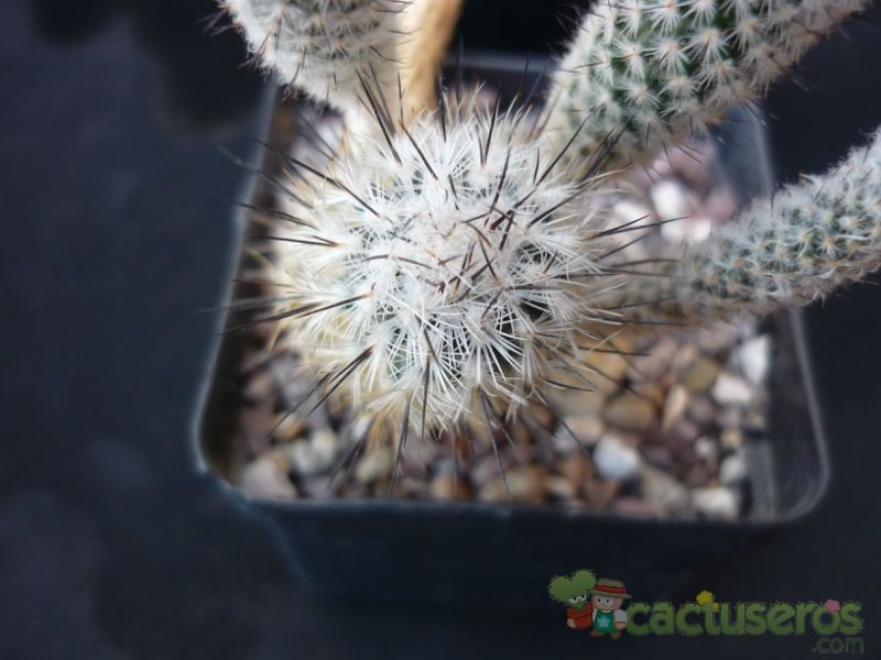 A photo of Turbinicarpus subterraneus