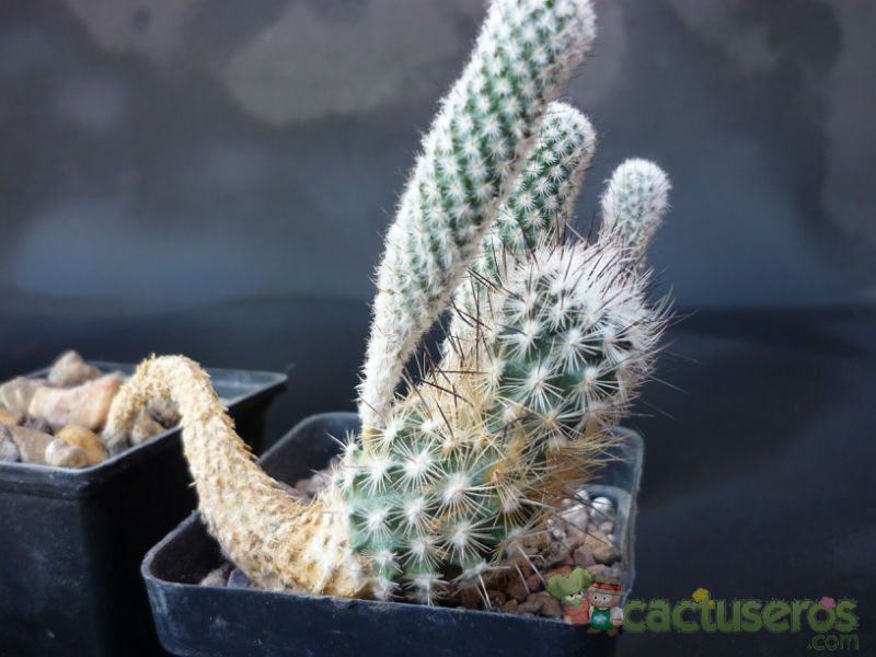 A photo of Turbinicarpus subterraneus