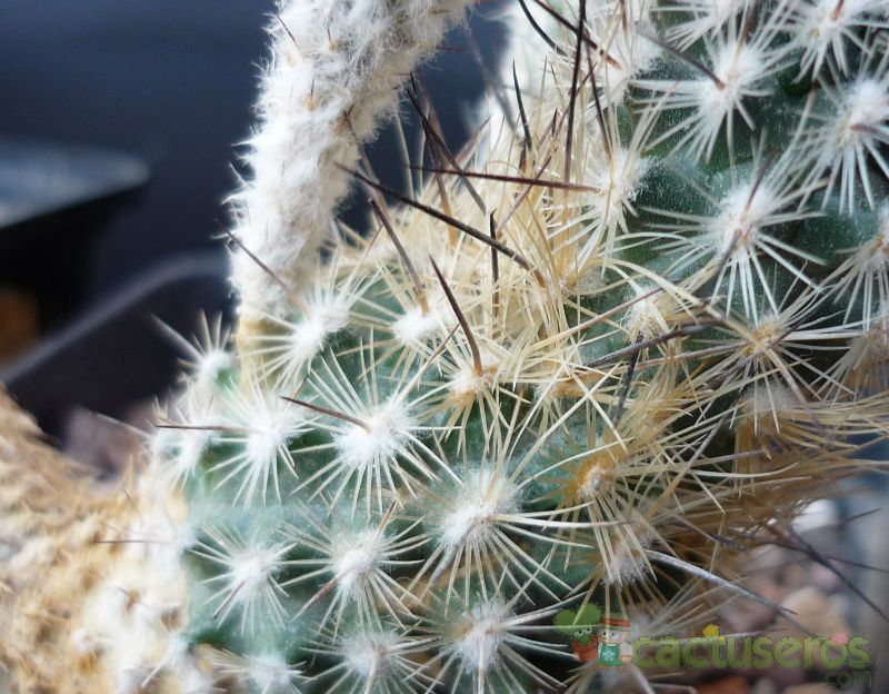 A photo of Turbinicarpus subterraneus