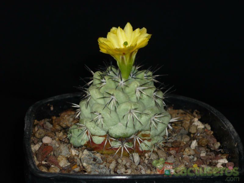 A photo of Ortegocactus macdougallii
