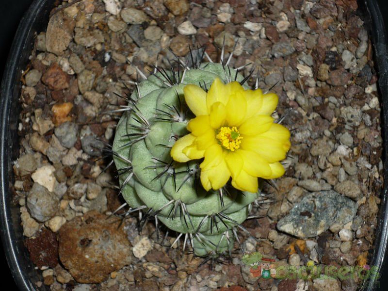 A photo of Ortegocactus macdougallii
