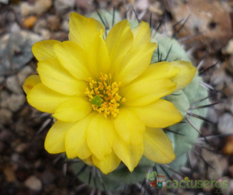 A photo of Ortegocactus macdougallii