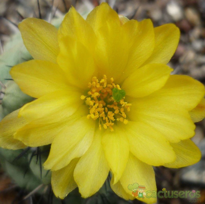 A photo of Ortegocactus macdougallii