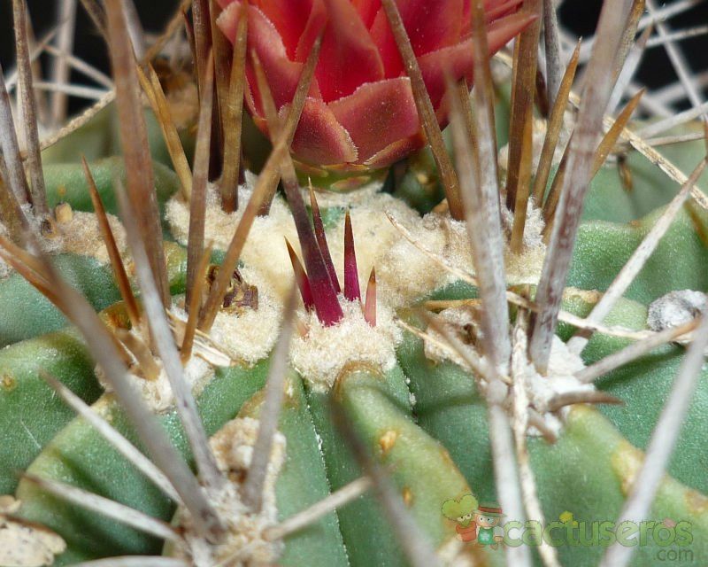 Una foto de Ferocactus echidne