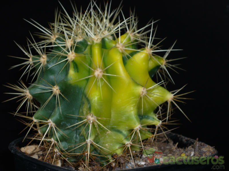 A photo of Ferocactus alamosanus x schwarzii (HIBRIDO) fma. variegada