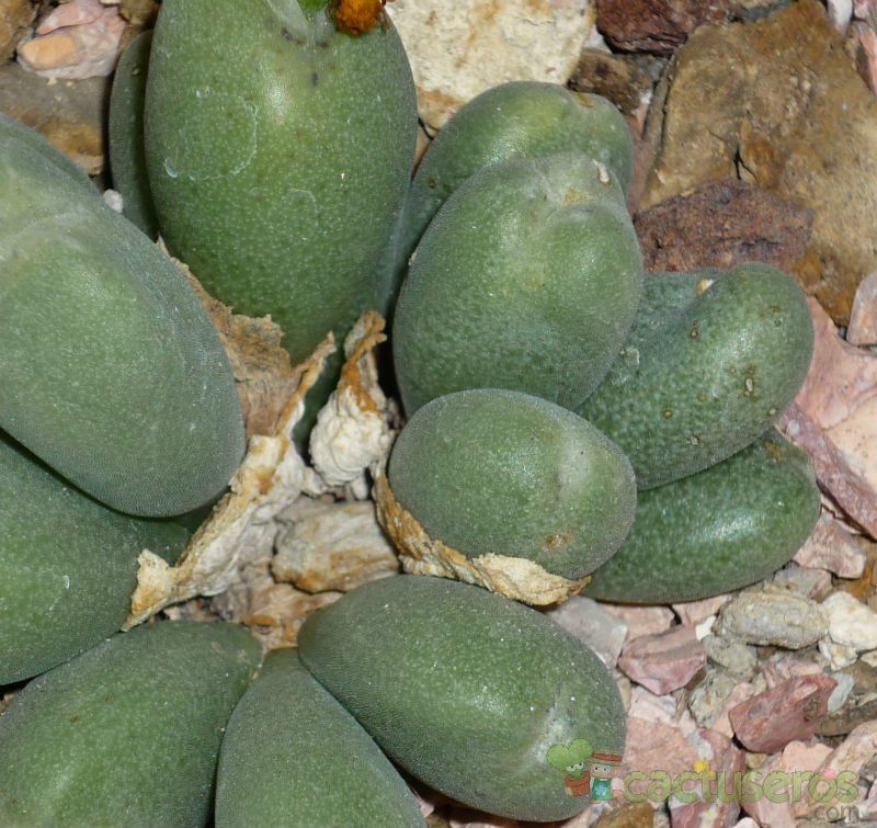 Una foto de Conophytum bilobum 