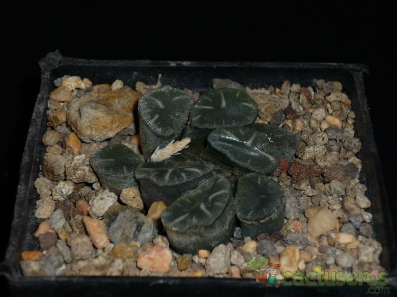 Una foto de Haworthia truncata var. maughanii