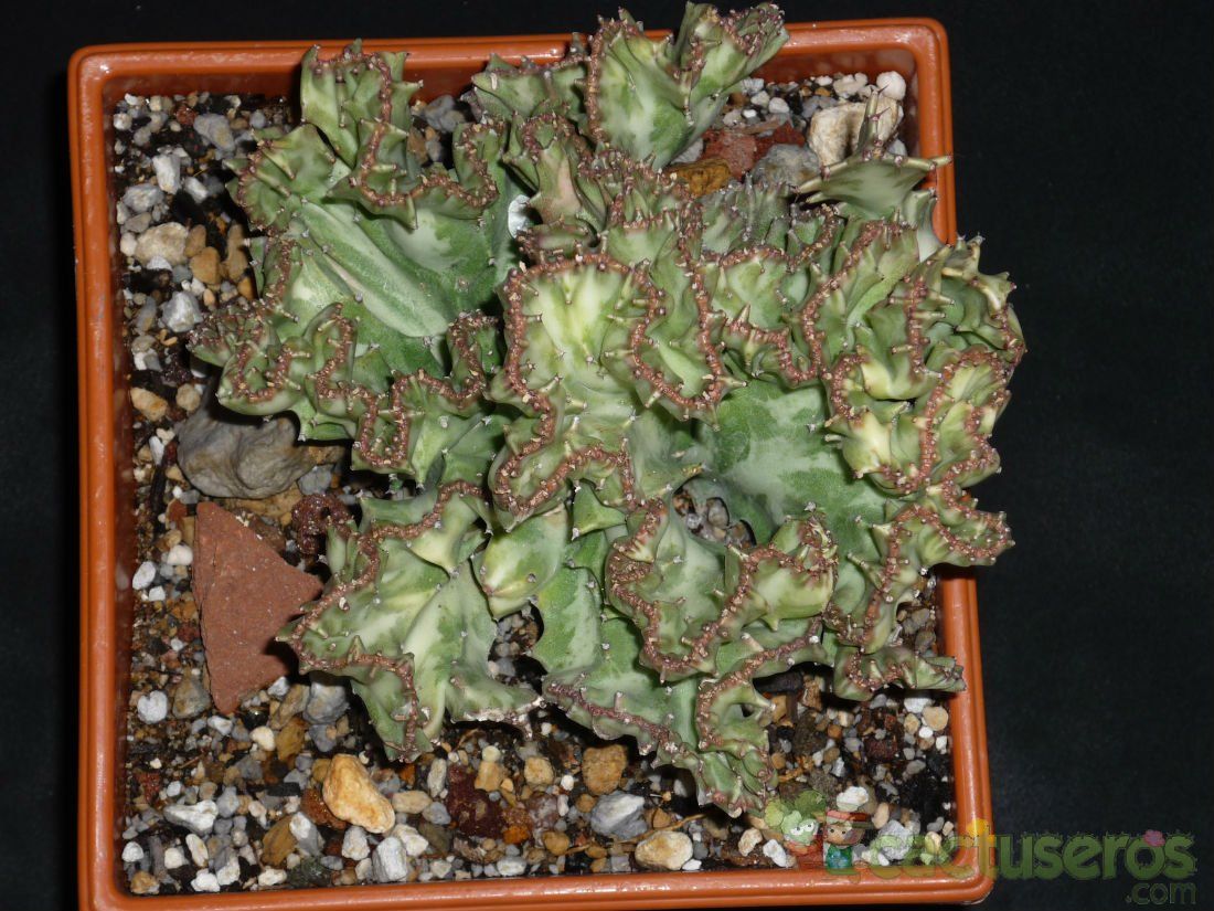 A photo of Euphorbia lactea fma. crestada
