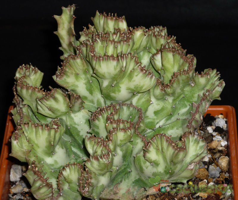 A photo of Euphorbia lactea fma. crestada