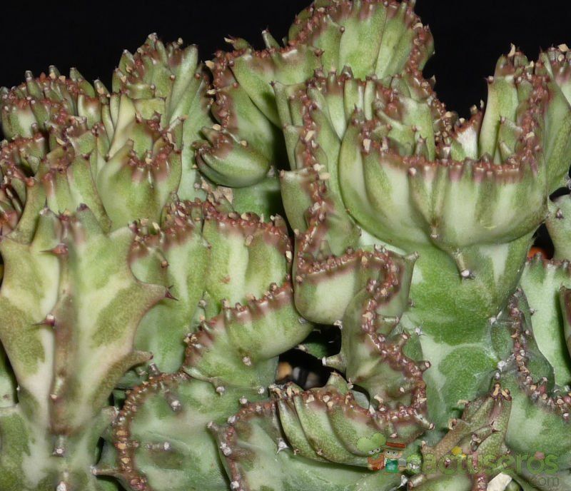 A photo of Euphorbia lactea fma. crestada