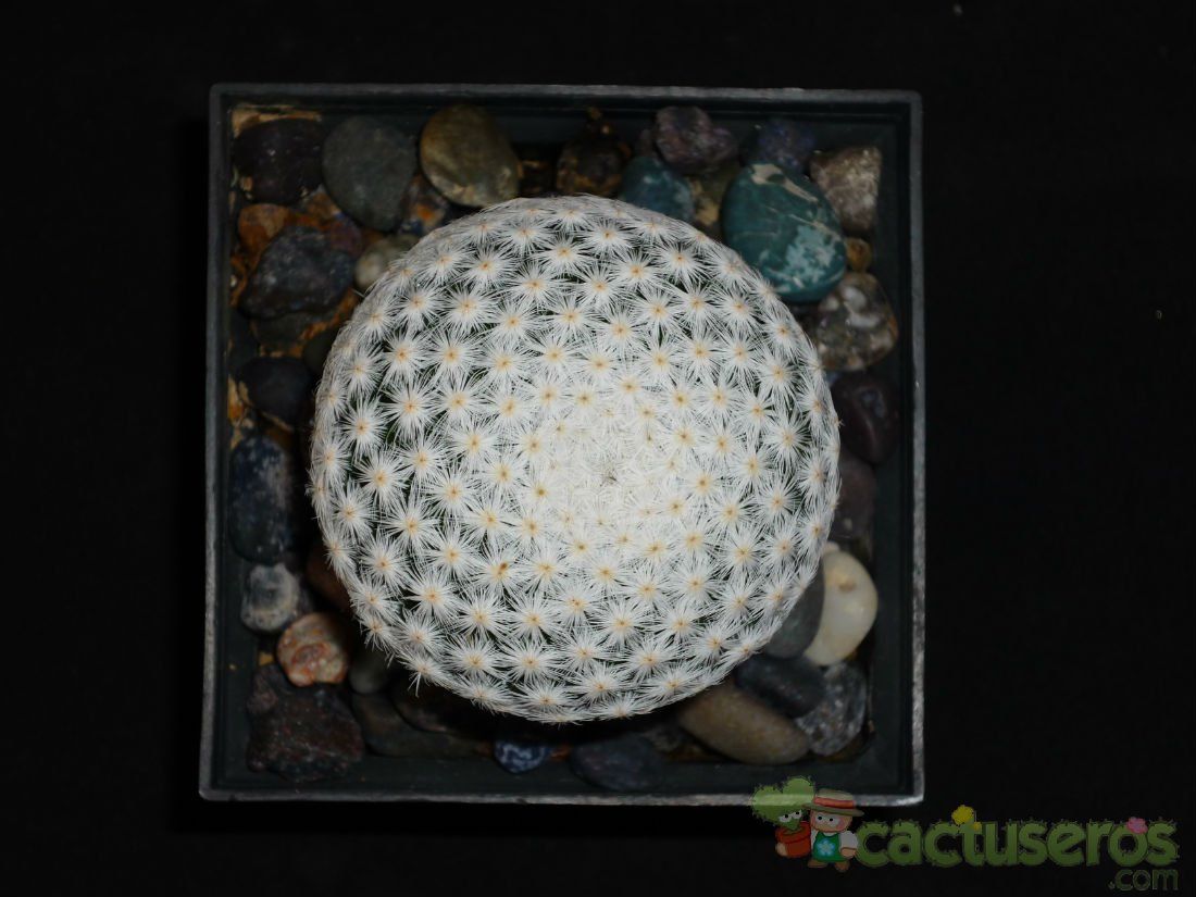 A photo of Mammillaria herrerae