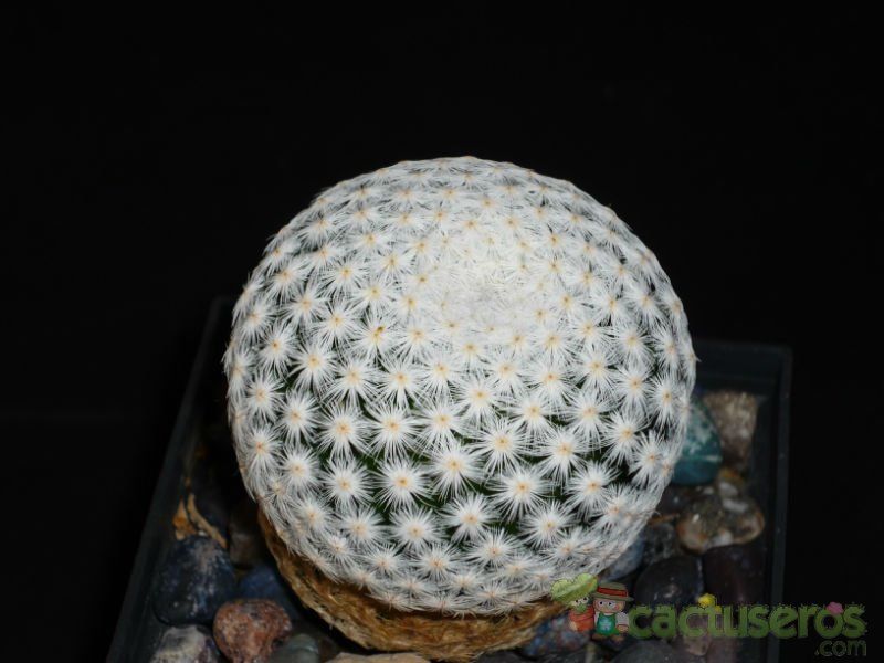 A photo of Mammillaria herrerae