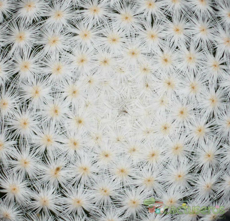 A photo of Mammillaria herrerae