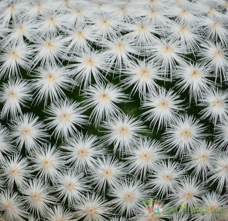 A photo of Mammillaria herrerae