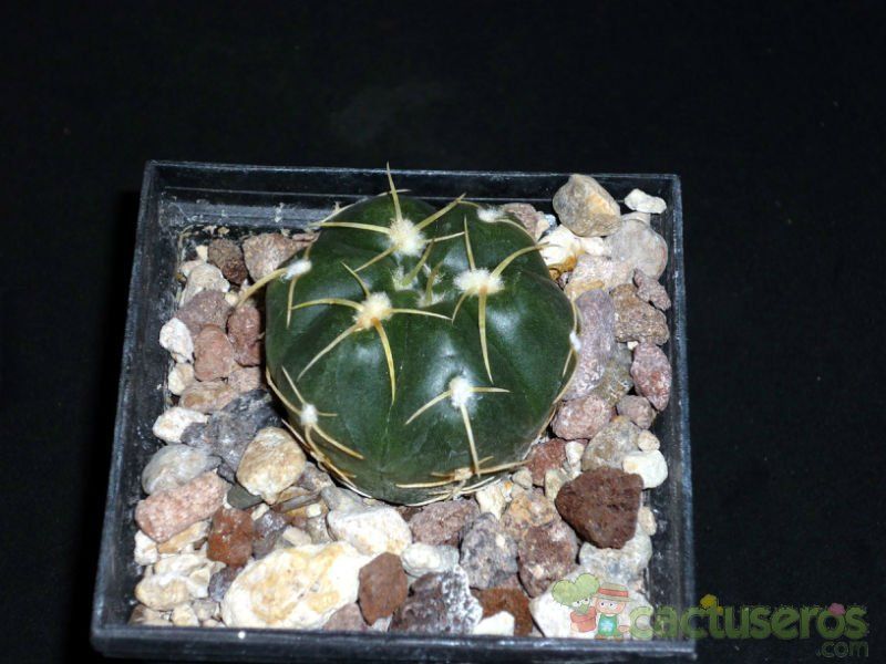 A photo of Gymnocalycium horstii