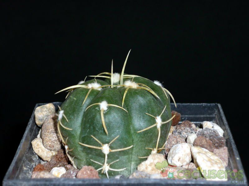 A photo of Gymnocalycium horstii