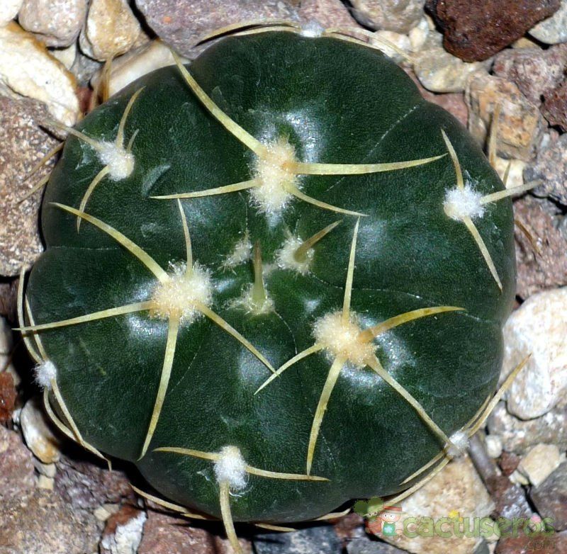 A photo of Gymnocalycium horstii