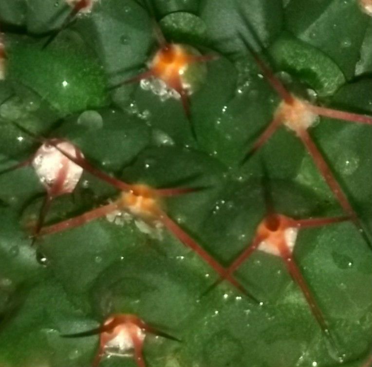 Una foto de Mammillaria carnea
