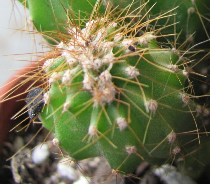 A photo of Cereus peruvianus fma. monstruosa