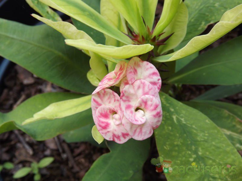 Una foto de Euphorbia milii var. splendens