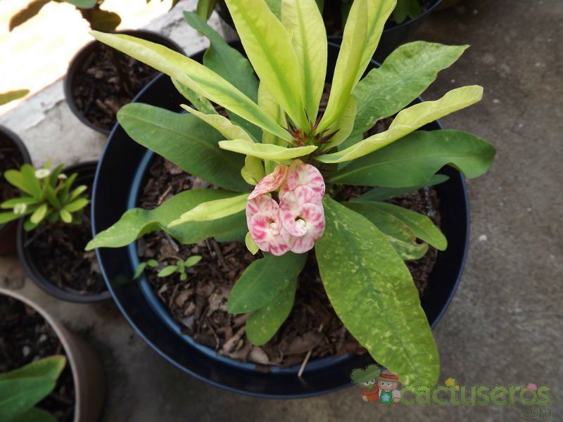 Una foto de Euphorbia milii var. splendens