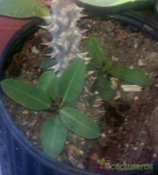 Una foto de Euphorbia milii var. splendens