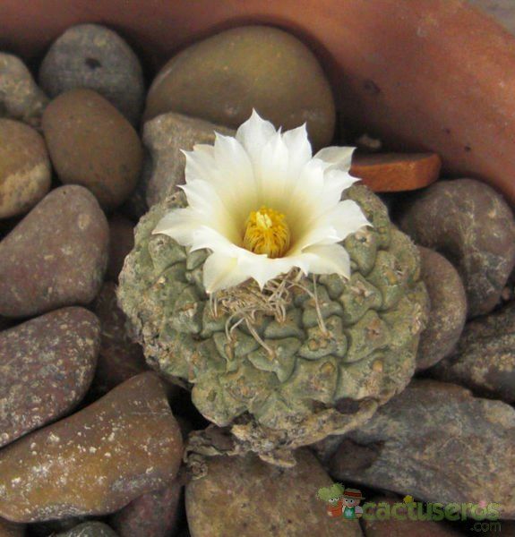 Una foto de Strombocactus disciformis
