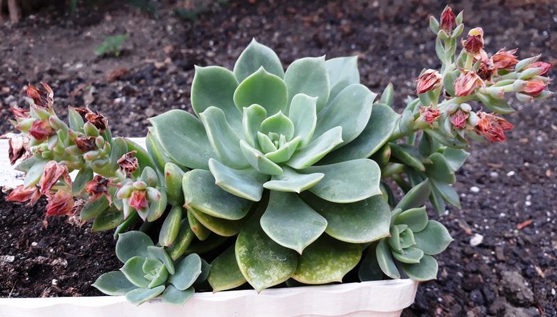 Foto de un cactus que se está identificando actualmente