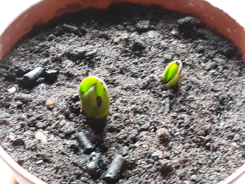 A photo of Crassula ovata cv. gollum