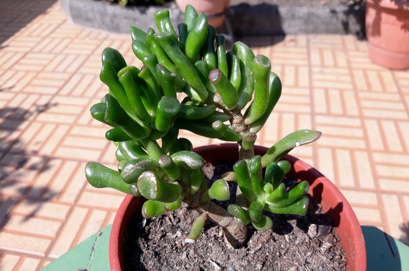 A photo of Crassula ovata cv. gollum