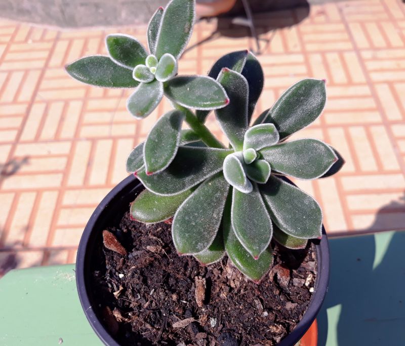 A photo of Echeveria pulvinata