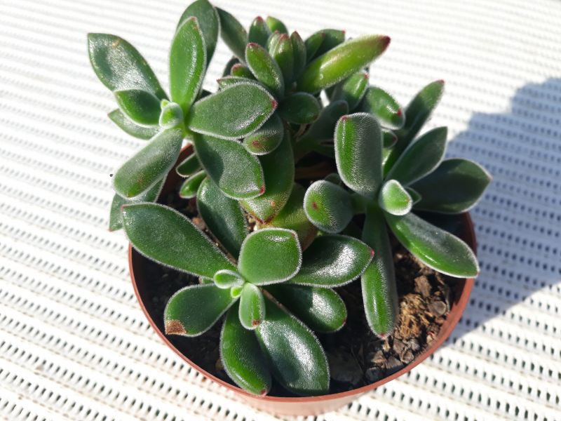 A photo of Echeveria pulvinata