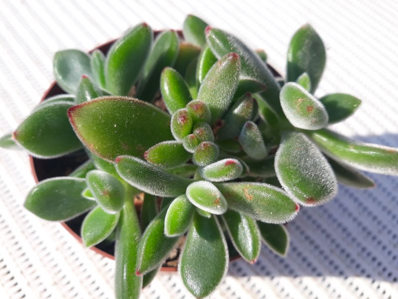 A photo of Echeveria pulvinata