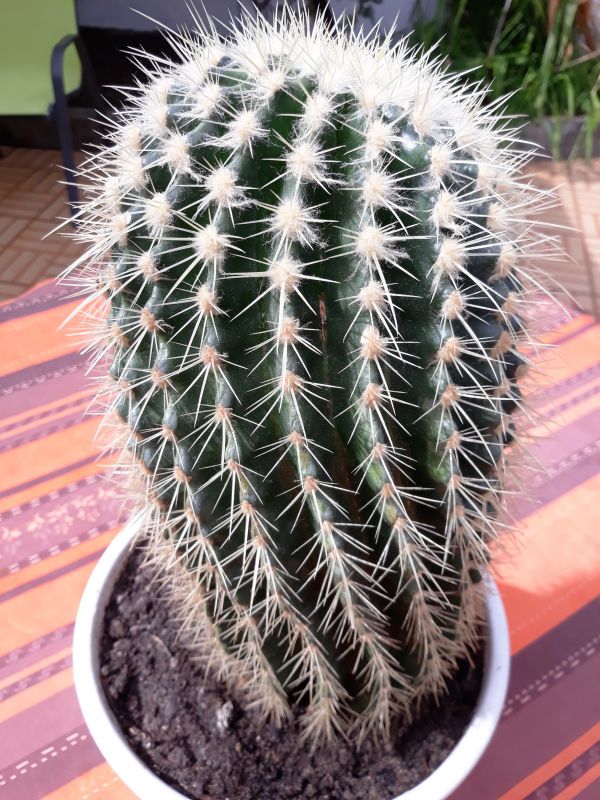 Una foto de Echinocereus grandis