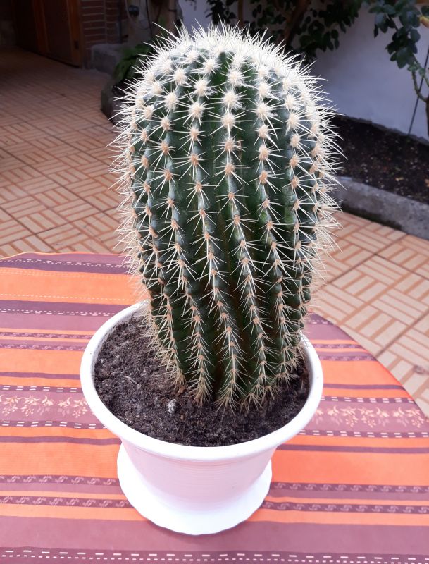 Una foto de Echinocereus grandis