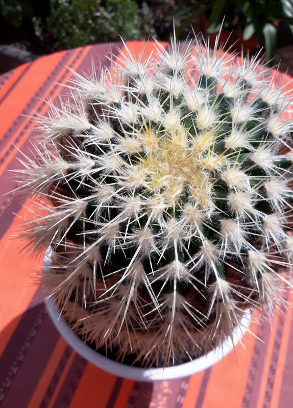 Una foto de Echinocereus grandis