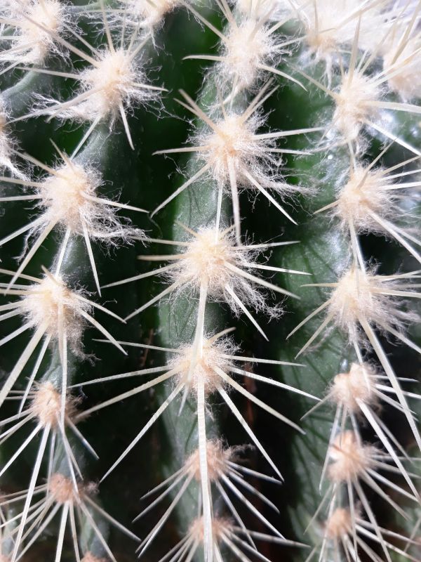 Una foto de Echinocereus grandis