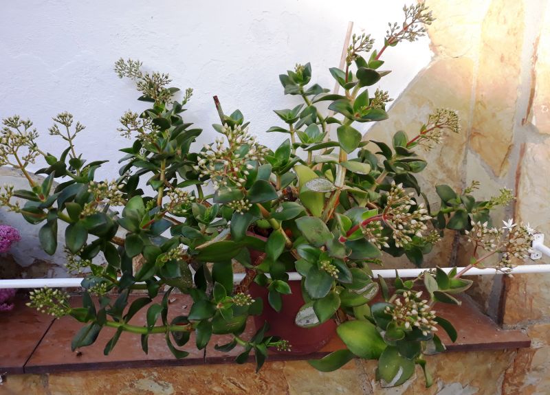A photo of Crassula lactea