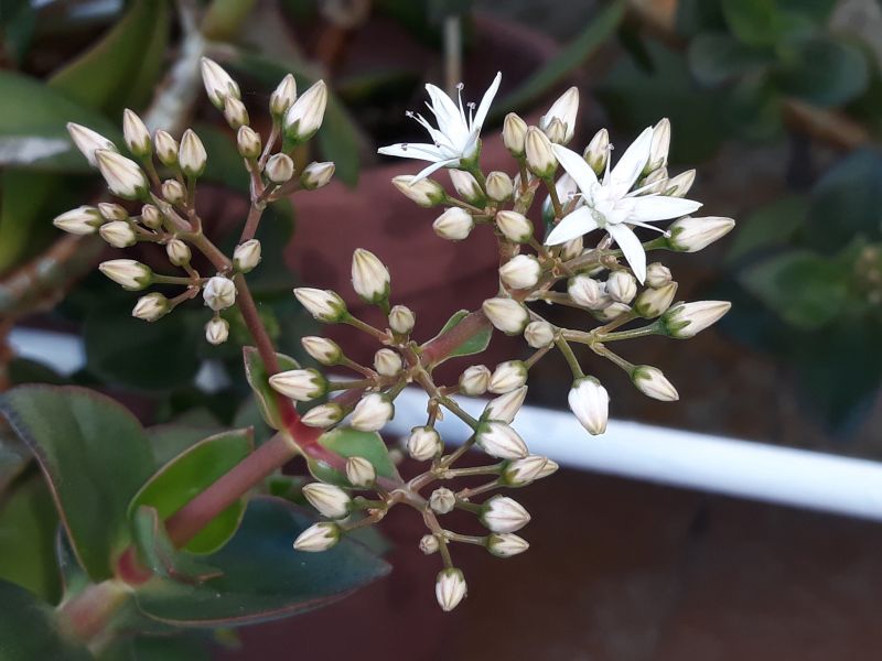 A photo of Crassula lactea