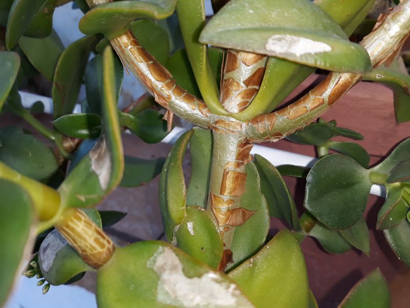 A photo of Crassula lactea