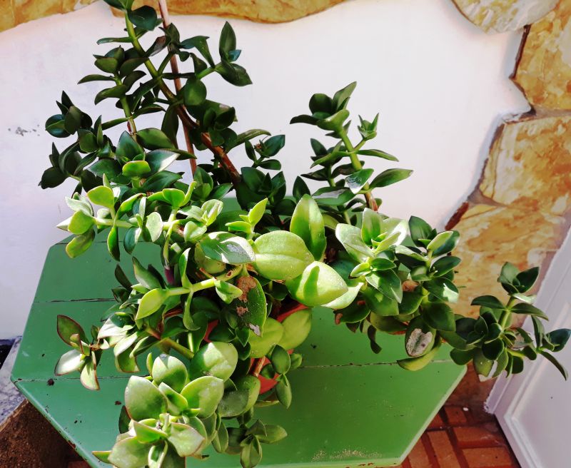 A photo of Crassula lactea